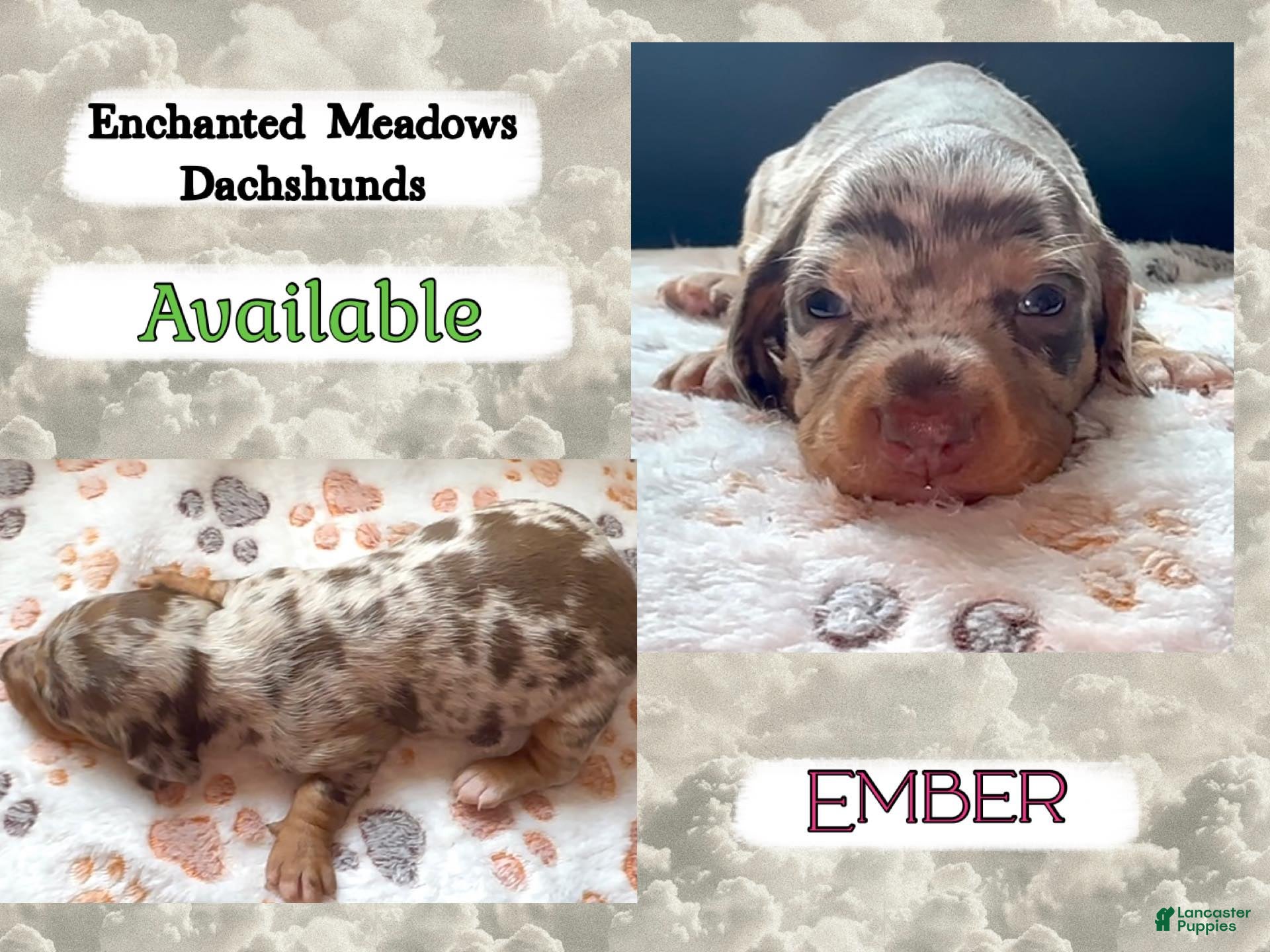 Miniature Dachshund dogs Ember - Ad 7