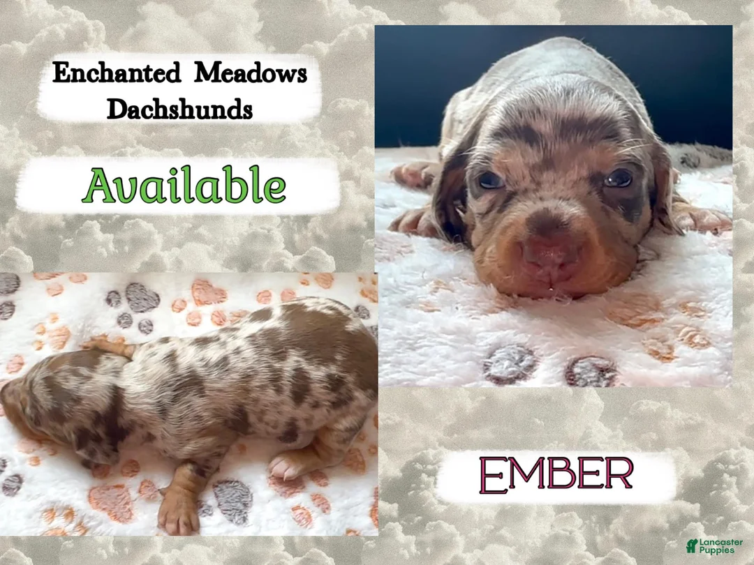Miniature Dachshund dogs for sale: Ember - Ad 1