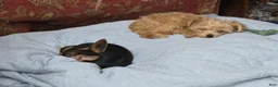 Chorkie dogs for sale: Blackie - Ad 5