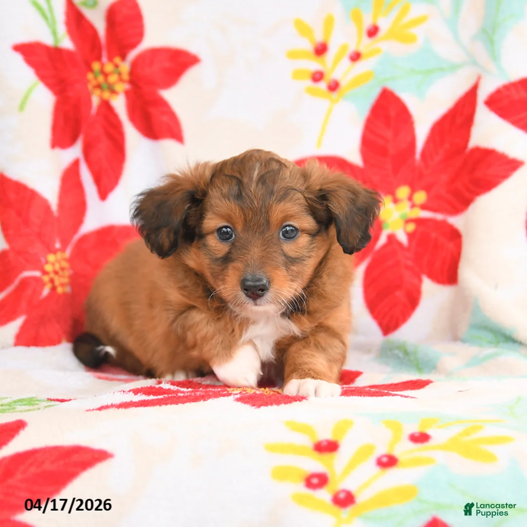 Shetland Sheepdog dogs for sale: Joy - Ad 2