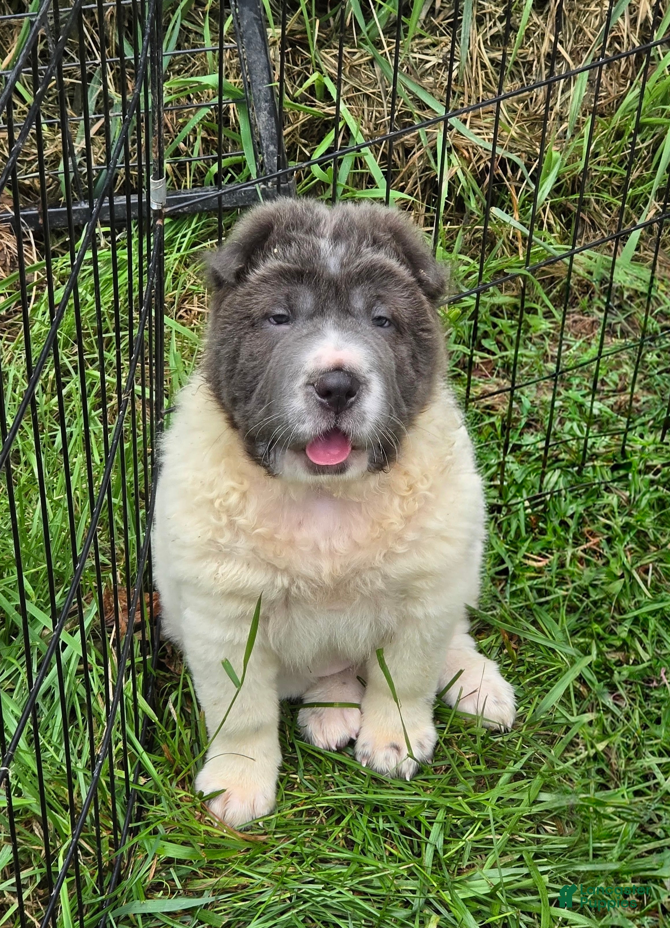 Shar Pei dogs Tabitha blue flower bear coat mini  - Ad 2