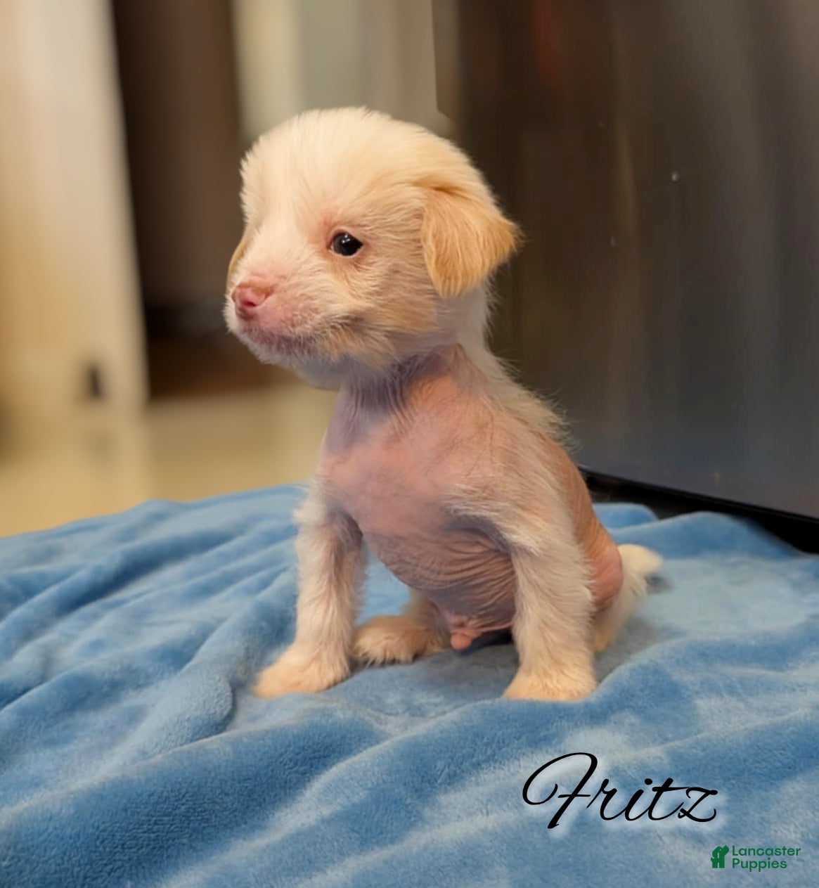 Mixed Breed dogs Fitz - Ad 2