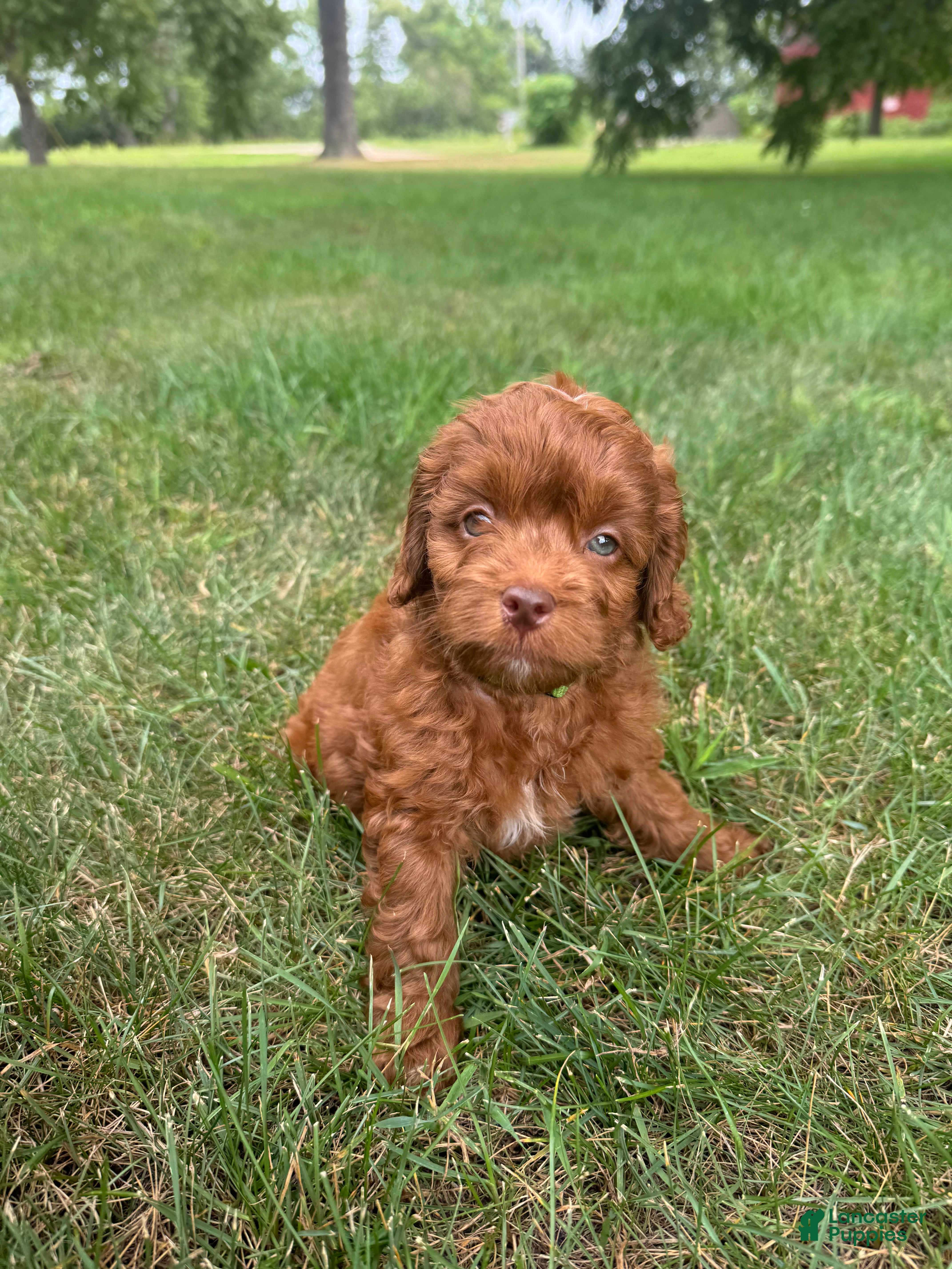 Cockapoo dogs Teller - Ad 2