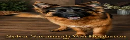 German Shepherd dogs for sale: German Shepherd 5 - Ad 3