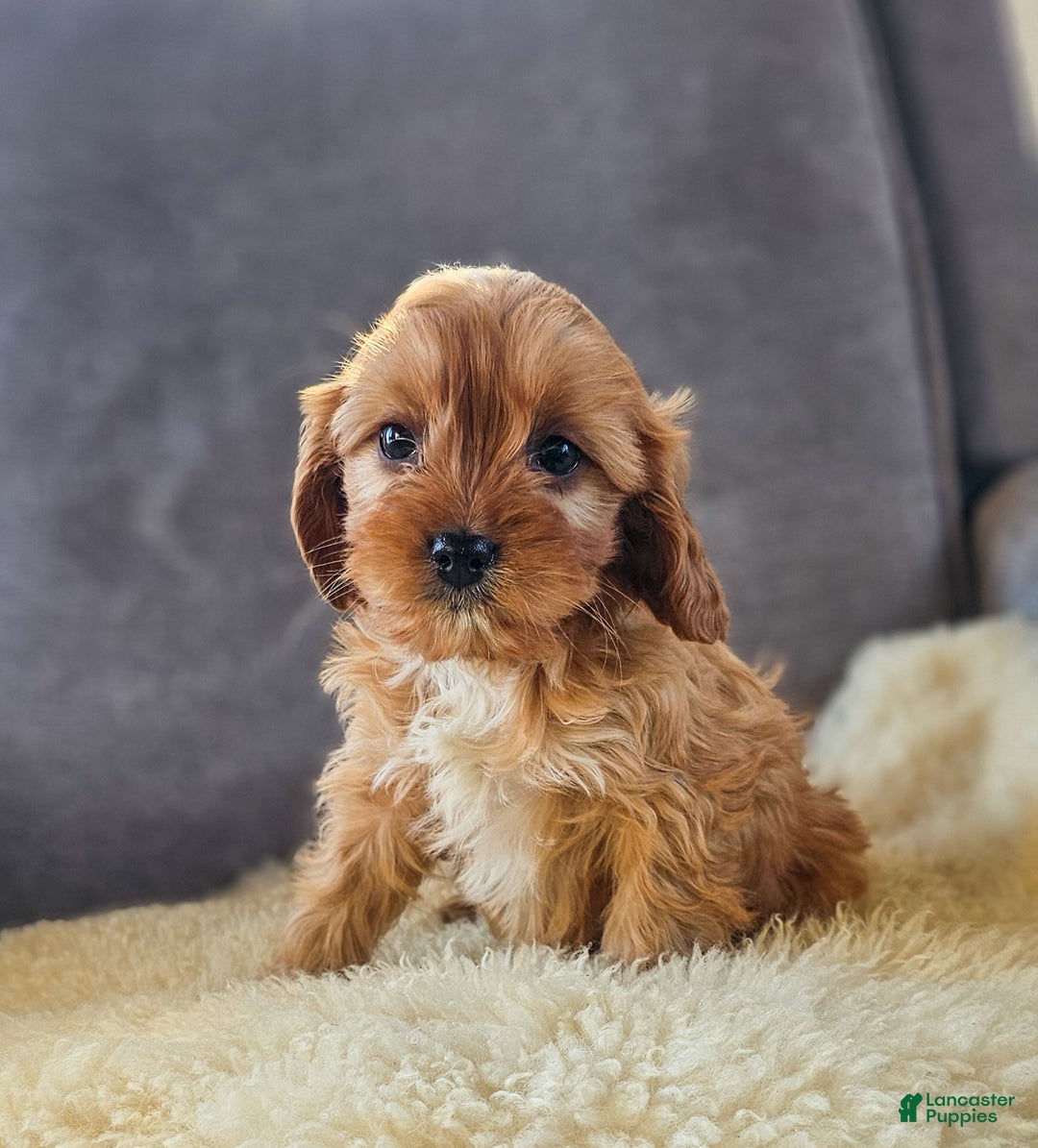 Cavapoo dogs for sale: Willow - Ad 1