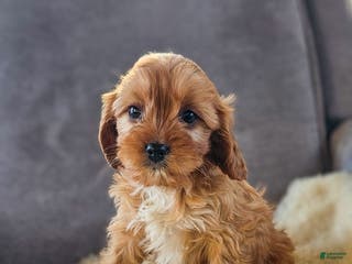 Cavapoo dogs Willow - Ad 12