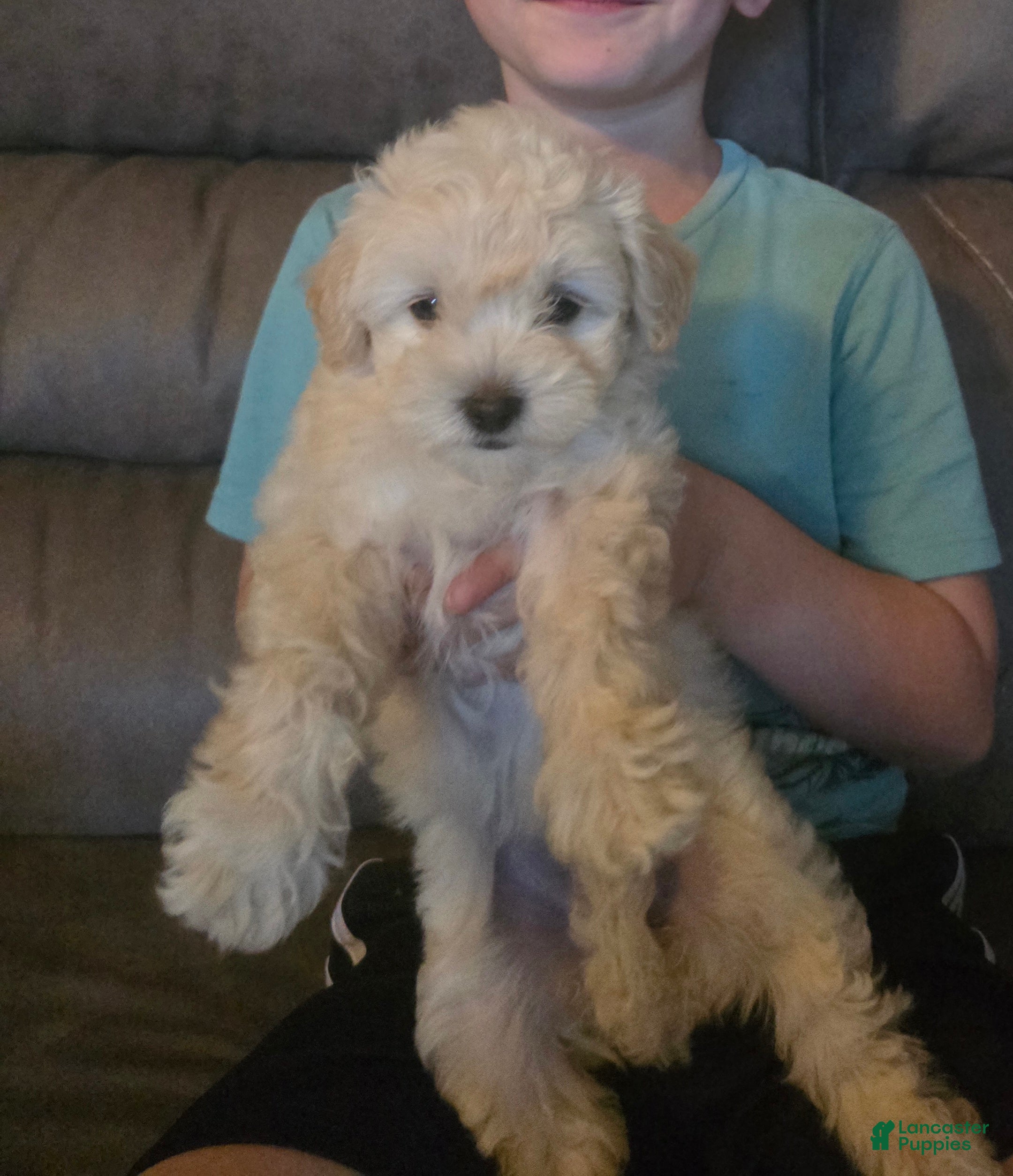 Maltipoo dogs Maltipoo Puppy 1 - Ad 9