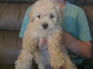 Maltipoo dogs Maltipoo Puppy 1 - Ad 9