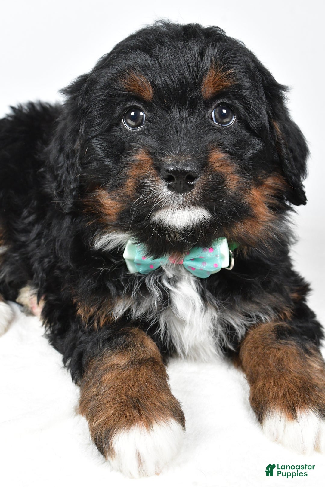 Mini Bernedoodle dogs for sale: Anson - Ad 3