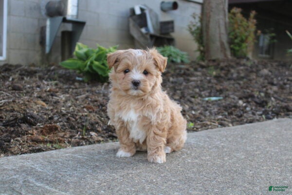 Maltipoo dogs for sale: Sapphire - Ad 2