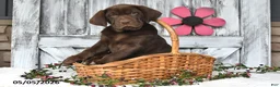 Labrador Retriever dogs for sale: Dakota - Ad 3