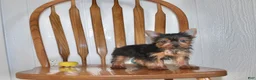 Yorkshire Terrier dogs for sale: Champ - Ad 8