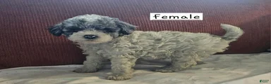 Miniature Poodle Puppy 4