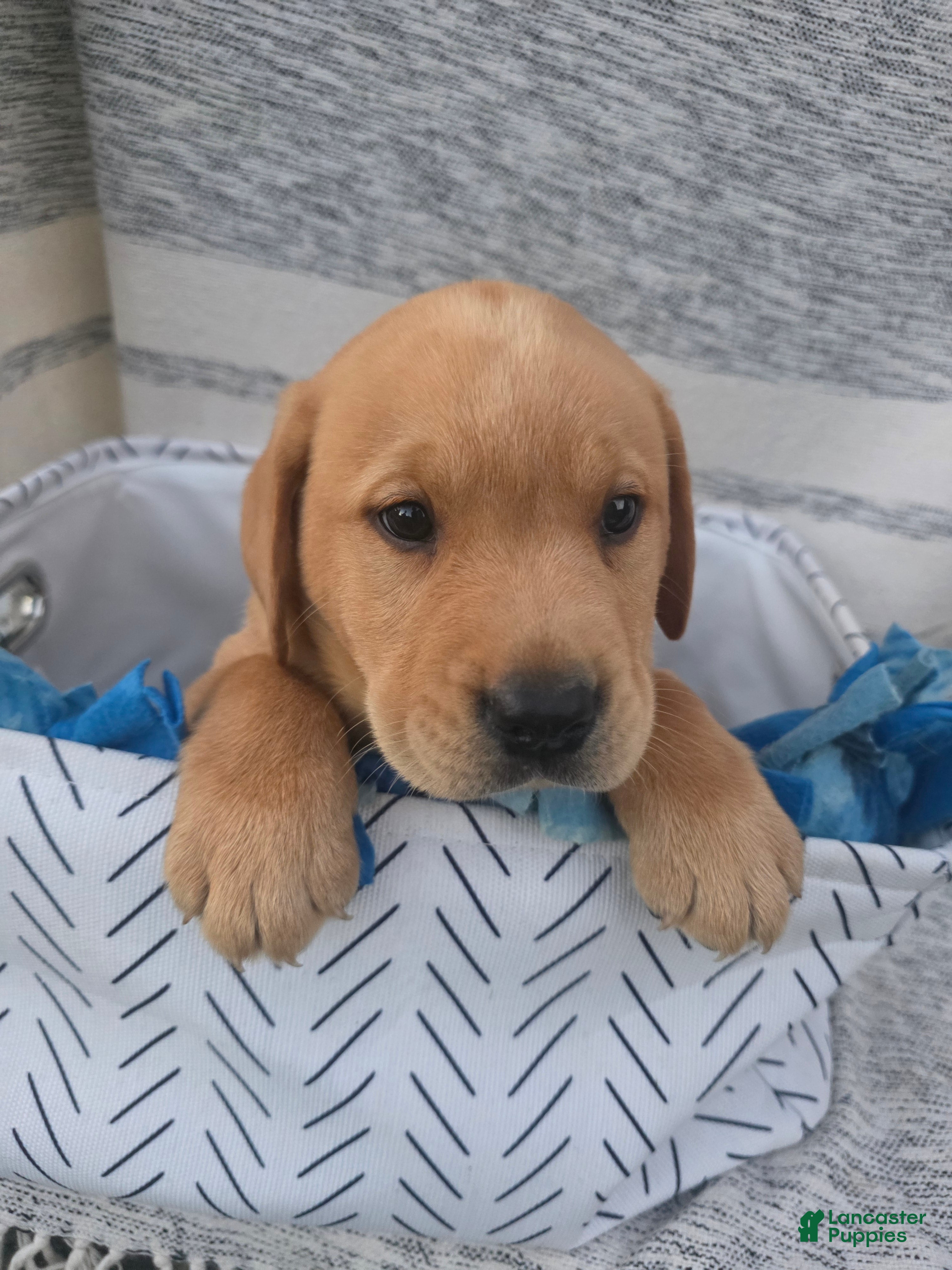 Labrador Retriever dogs Jack - Ad 1