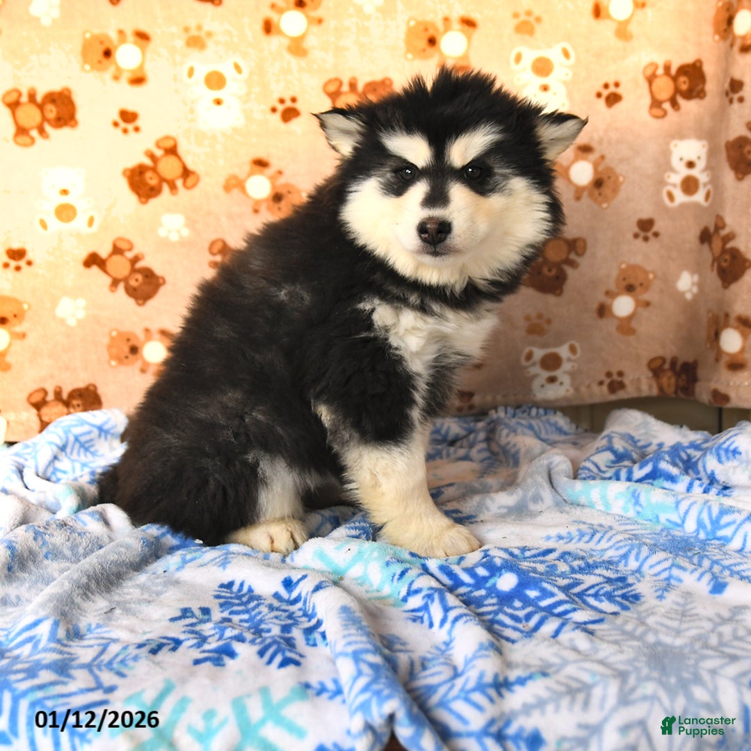 Pomsky dogs for sale: Buttercup - Ad 1