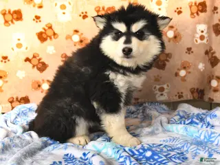 Pomsky dogs Buttercup - Ad 41