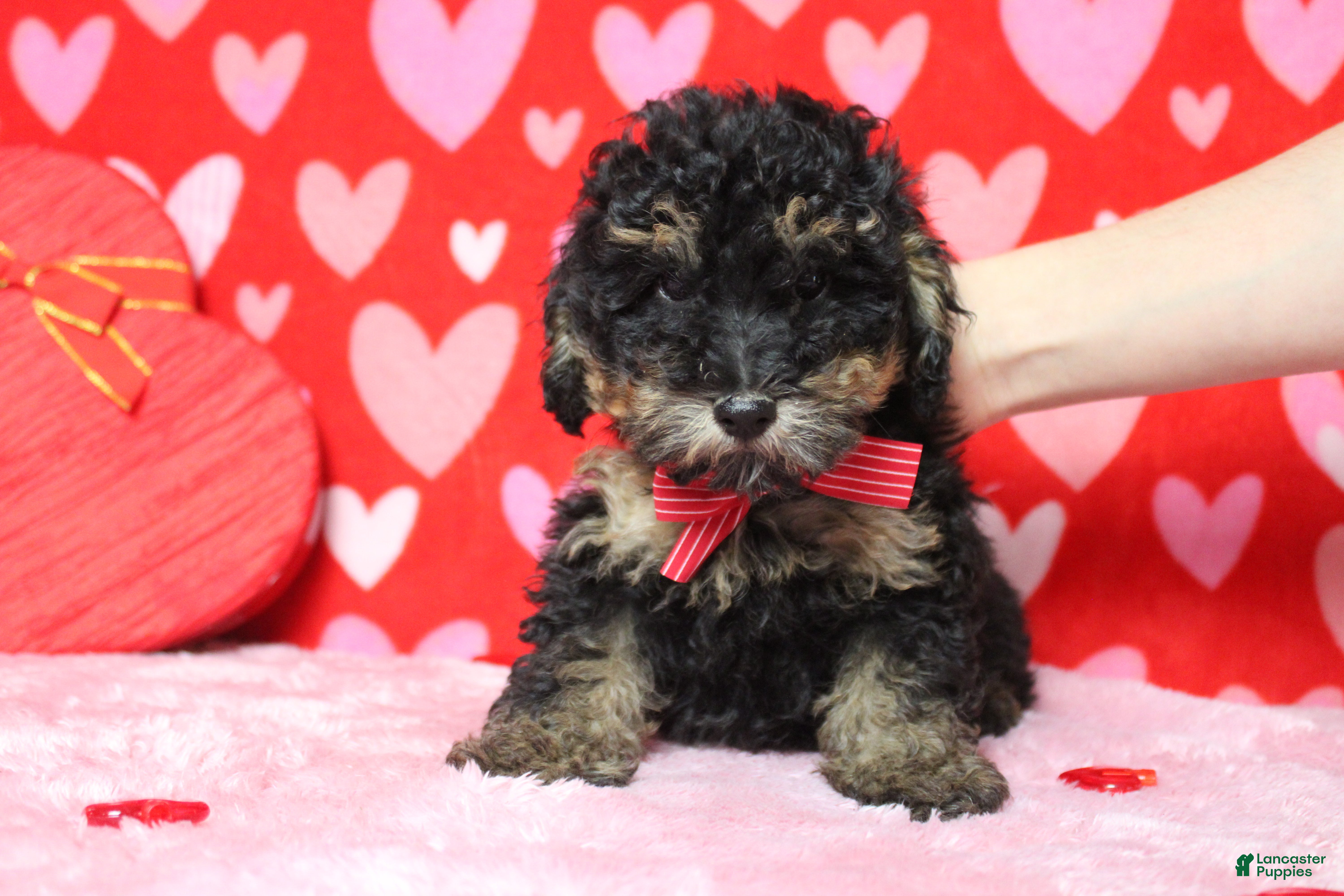 Toy Poodle dogs Jasper - Ad 30