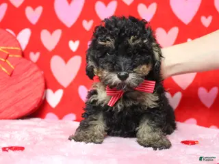 Toy Poodle dogs Jasper - Ad 30