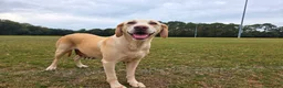 Labrador Retriever dogs for sale: Luna - Ad 7