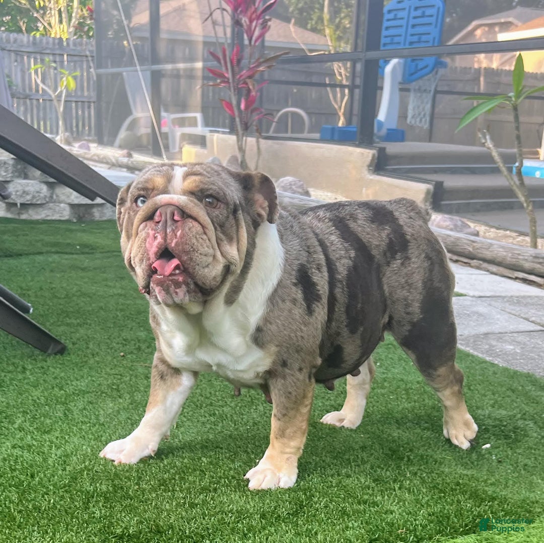 English Bulldog Puppy for sale in Palm Bay Lancaster Puppies