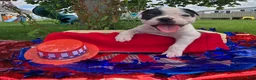 Olde English Bulldogge dogs for sale: Bonnie - Ad 13