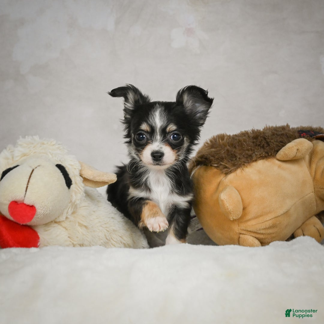 Chihuahua dogs for sale: Tiny - Ad 7