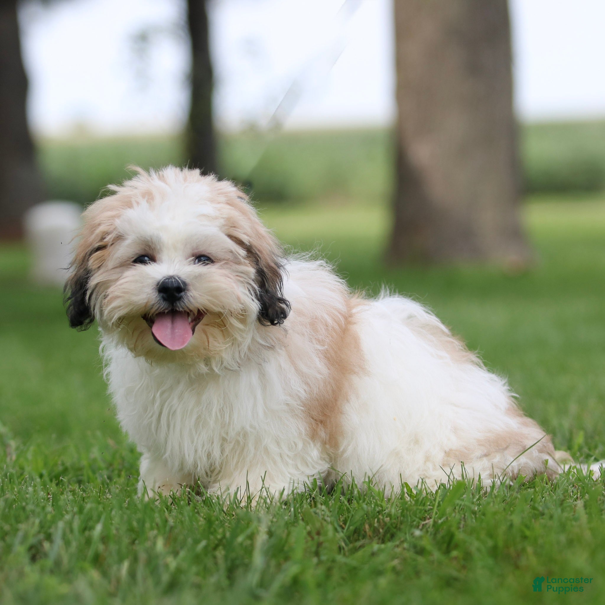 Teddy Bear dogs Tank Teddy Bear Puppy  - Ad 1