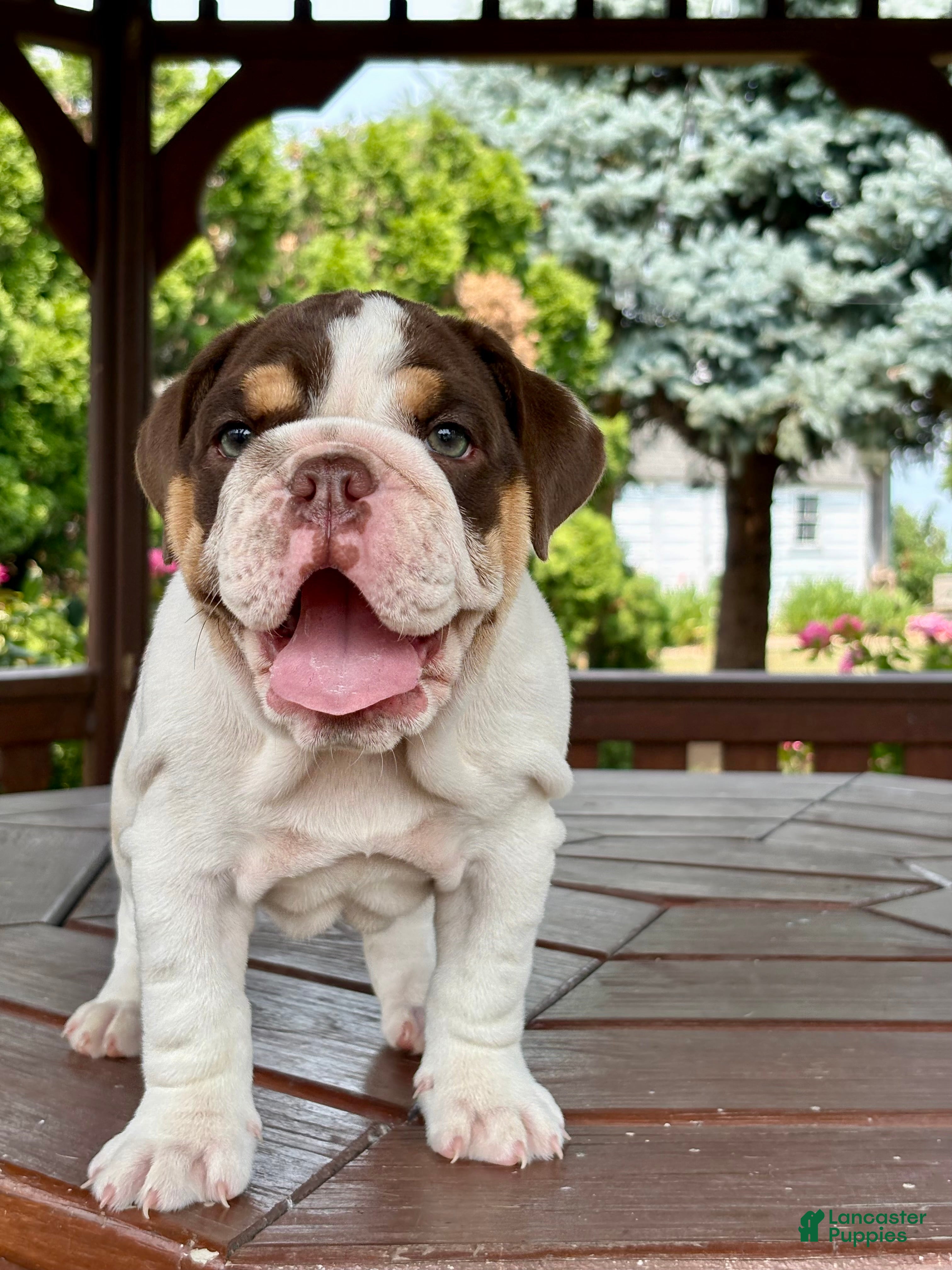 English Bulldog dogs Pearl - Ad 1