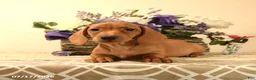 Miniature Dachshund dogs for sale: Casey - Ad 7