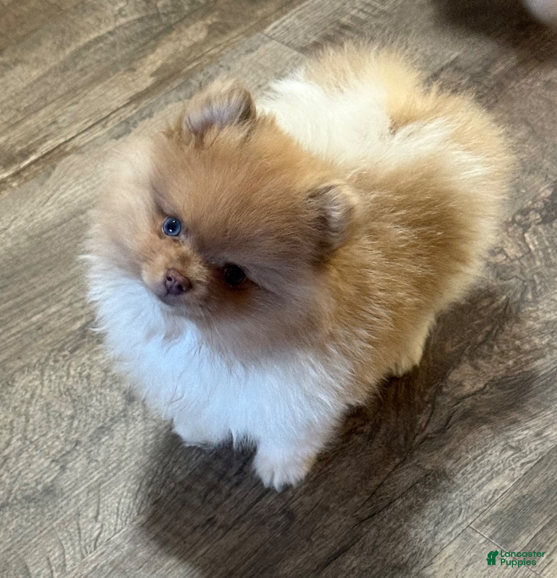 Pomeranian dogs #1 Zip - Ad 15