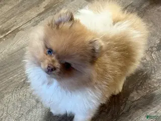 Pomeranian dogs #1 Zip - Ad 15