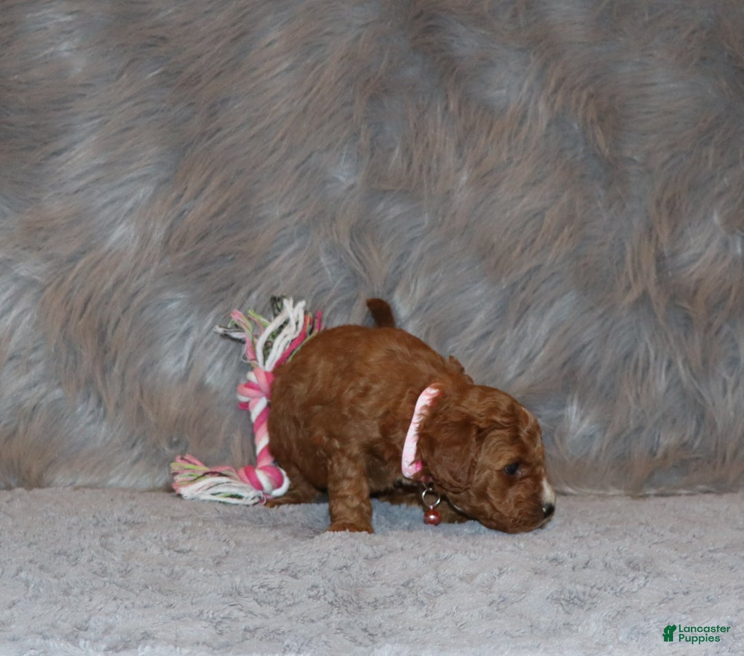 Mini Goldendoodle dogs for sale: Willow 🌷👨‍👨‍👧‍👦💞🐕 - Ad 18