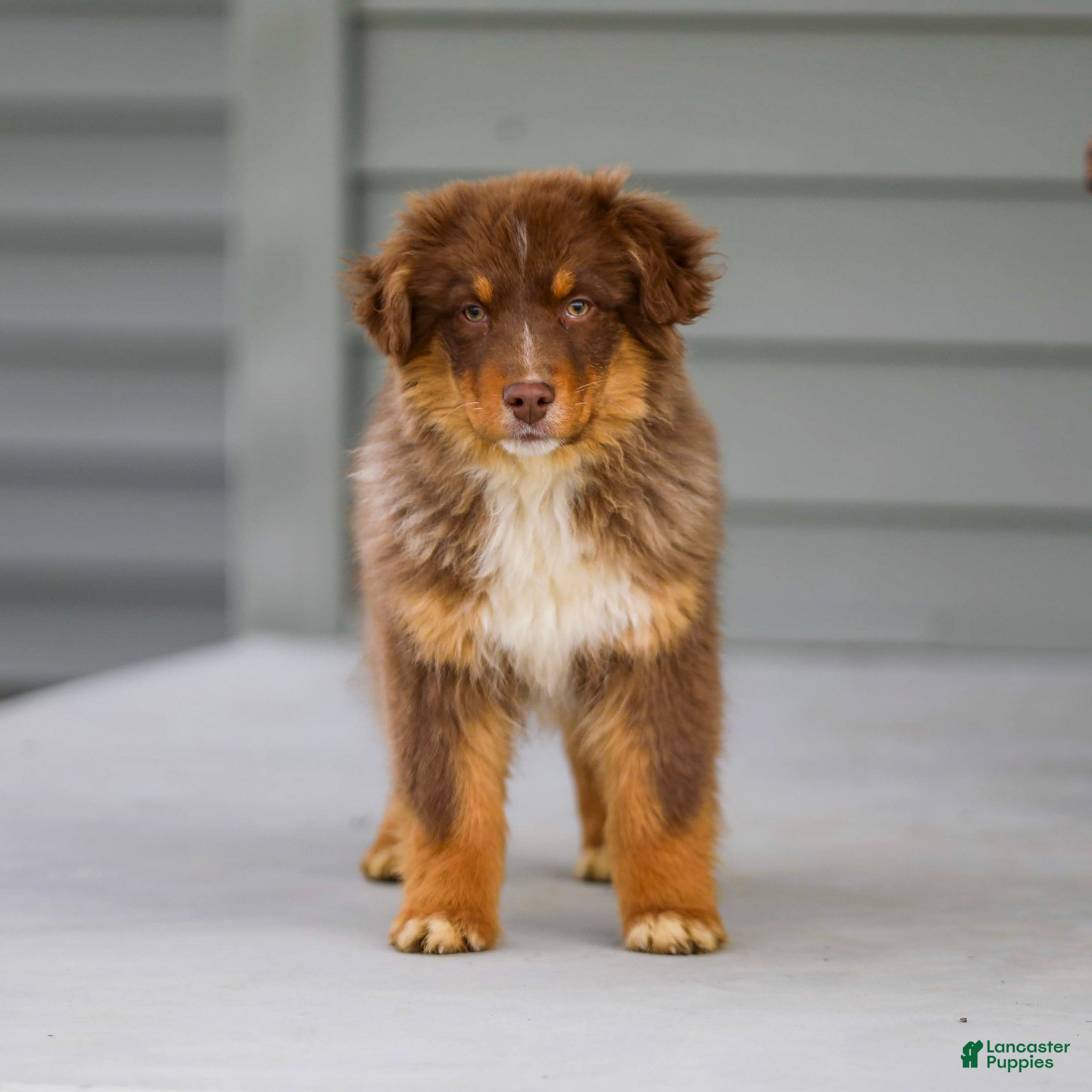 Australian Shepherd dogs Ozzy - Ad 1