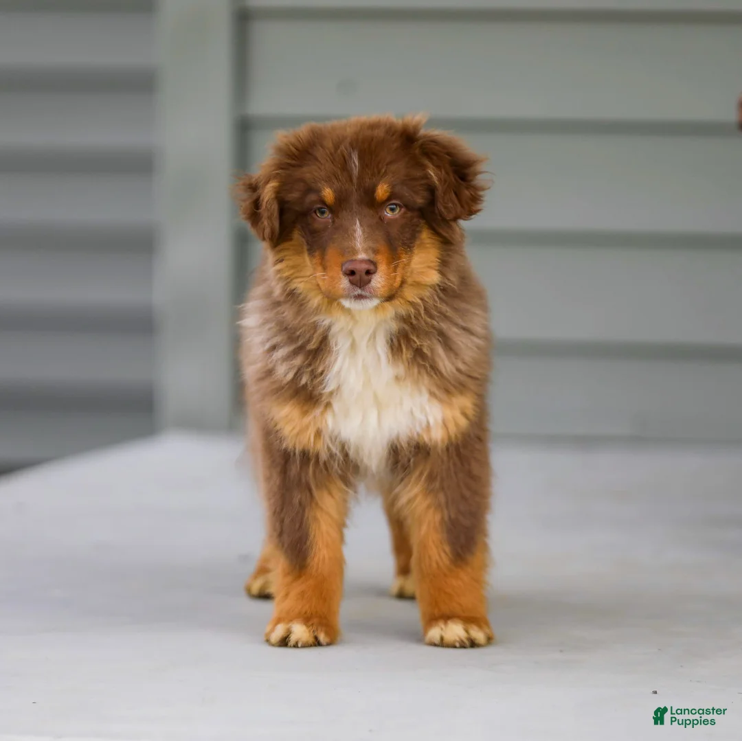 Australian Shepherd dogs for sale: Ozzy - Ad 1