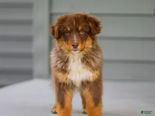 Australian Shepherd dogs for sale: Ozzy - Ad 1
