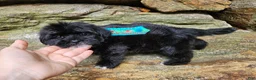 Shihpoo dogs for sale: Snoop - Ad 5