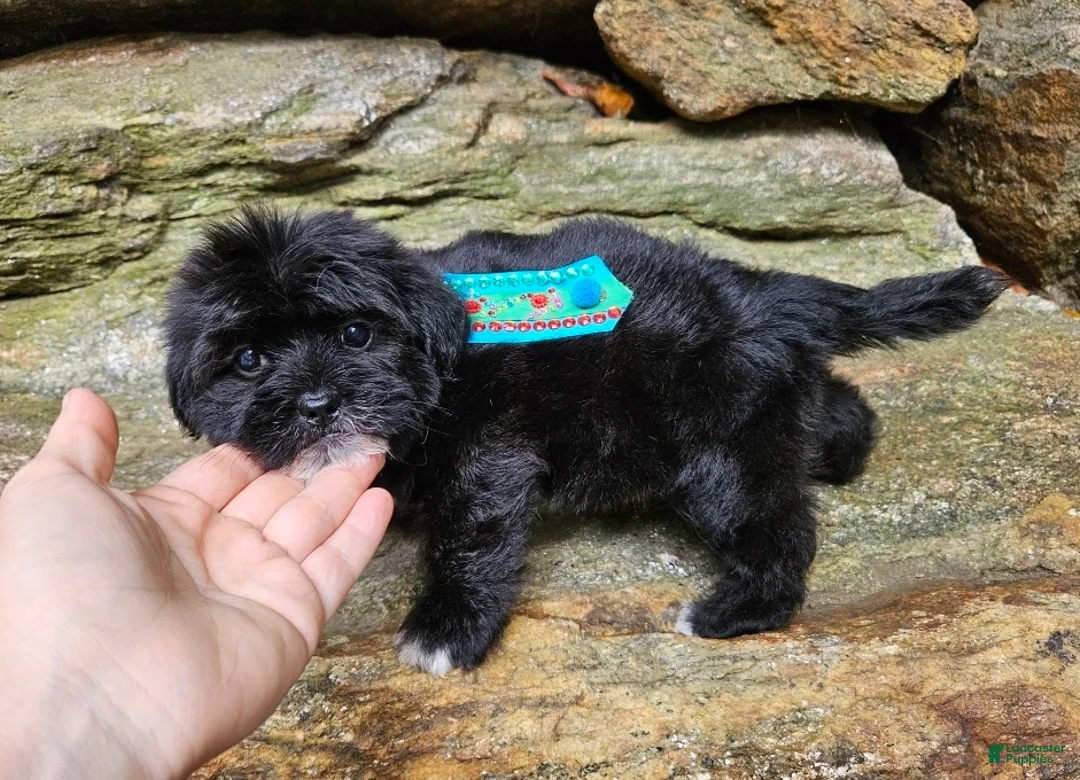Shihpoo dogs for sale: Snoop - Ad 5