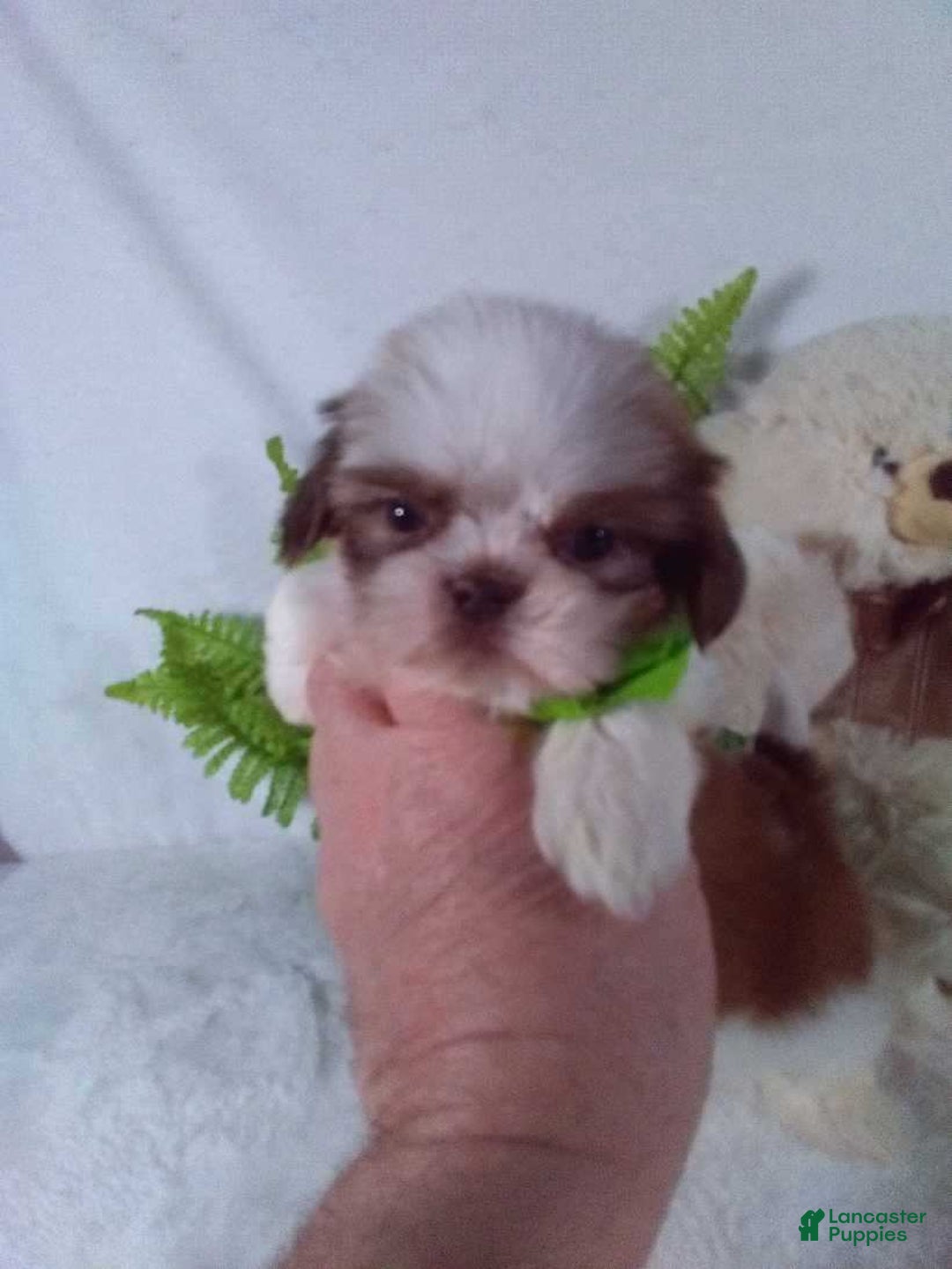 Shih Tzu dogs for sale: Benji - Ad 5