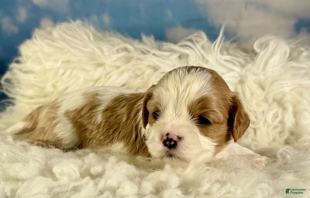 Cavapoo dogs for sale: Cinnamon  - Ad 1