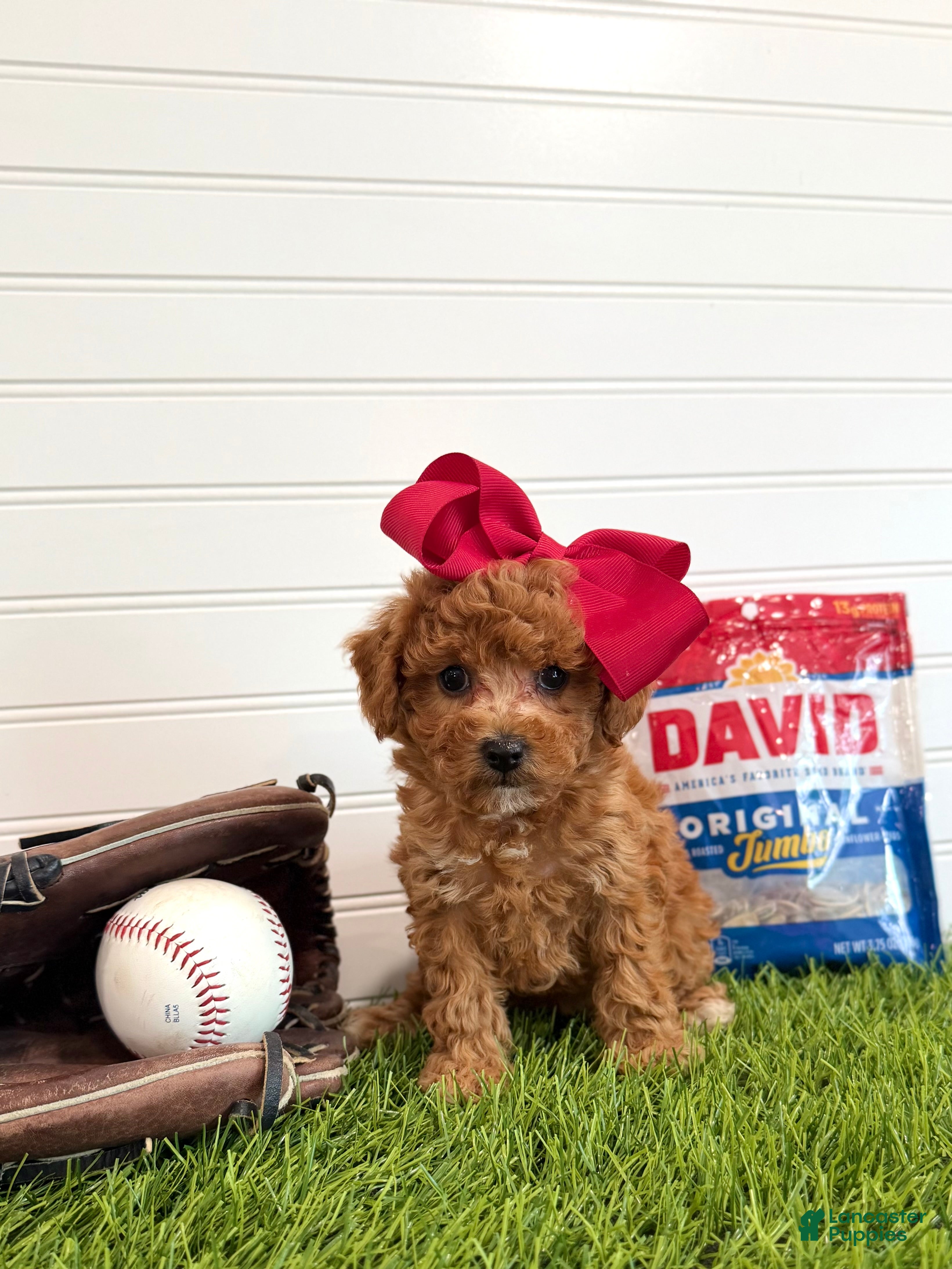 Cavapoo dogs Wrigley - Ad 2
