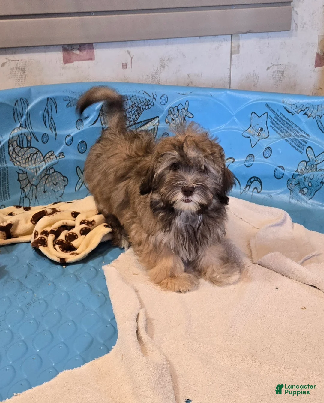 Havanese dogs for sale: Jill - Ad 1