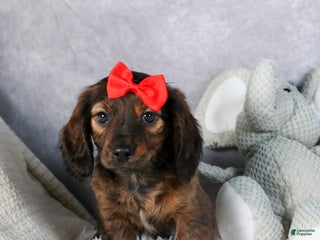 Miniature Dachshund dogs Felix - Ad 12