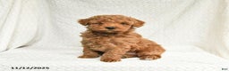 Miniature Poodle dogs for sale: Freddie - Ad 1