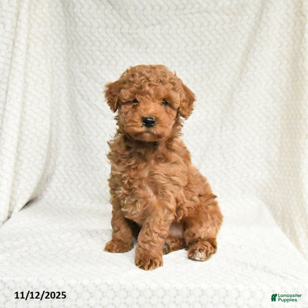 Miniature Poodle dogs for sale: Freddie - Ad 1