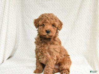 Miniature Poodle dogs Freddie - Ad 23