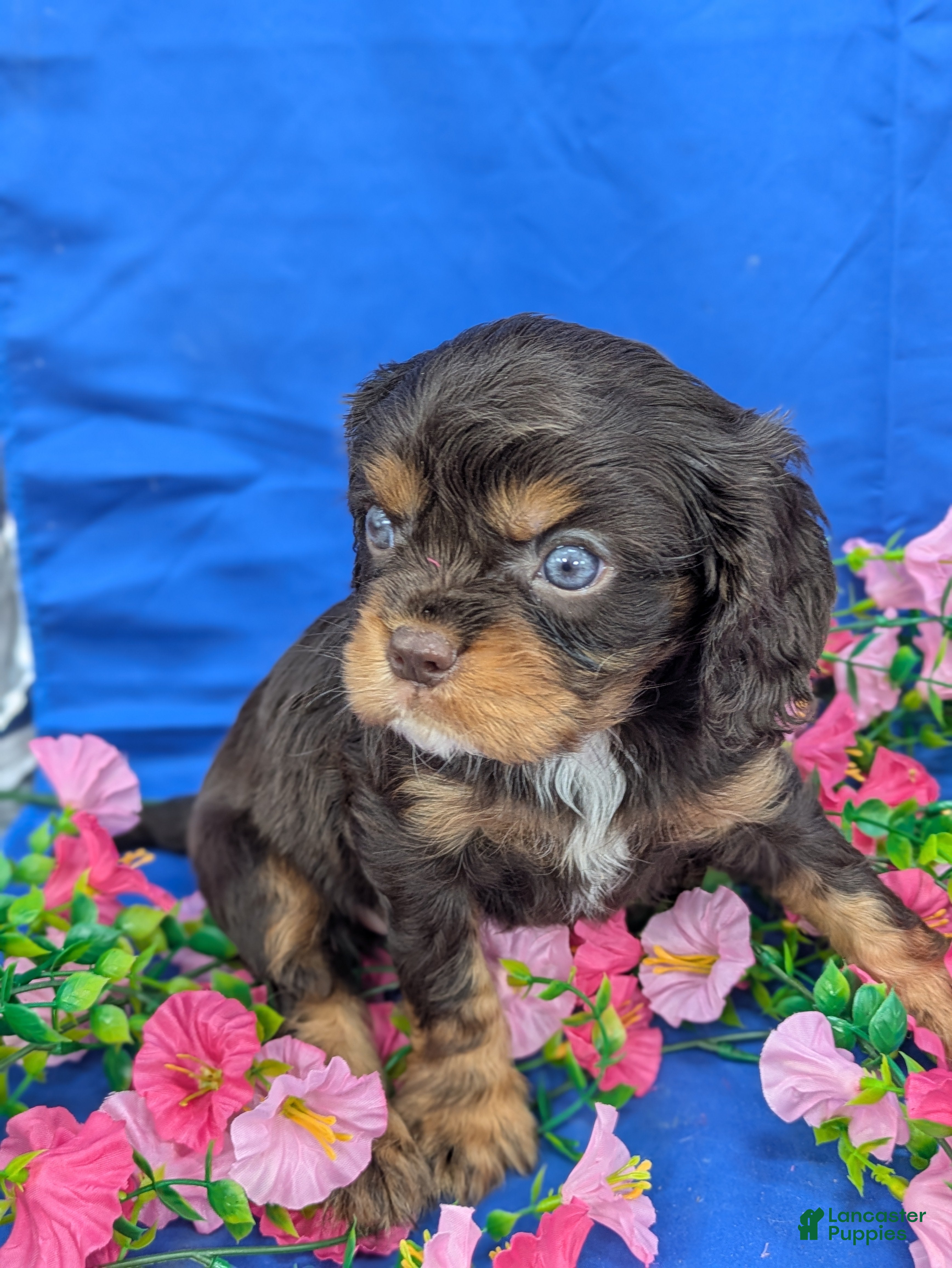 Cavalier King Charles Spaniel dogs Burbon - Ad 2