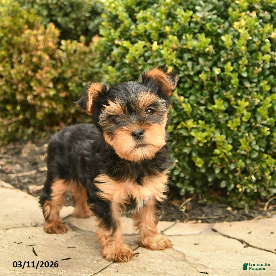 Yorkshire Terrier dogs Joyful  - Ad 2