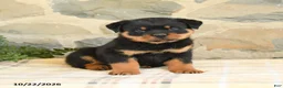 Rottweiler dogs for sale: Blake - Ad 4