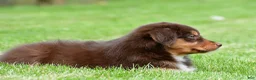 Australian Shepherd dogs for sale: Alice - Ad 6