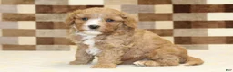 Double Doodle dogs for sale: JJ - Ad 4